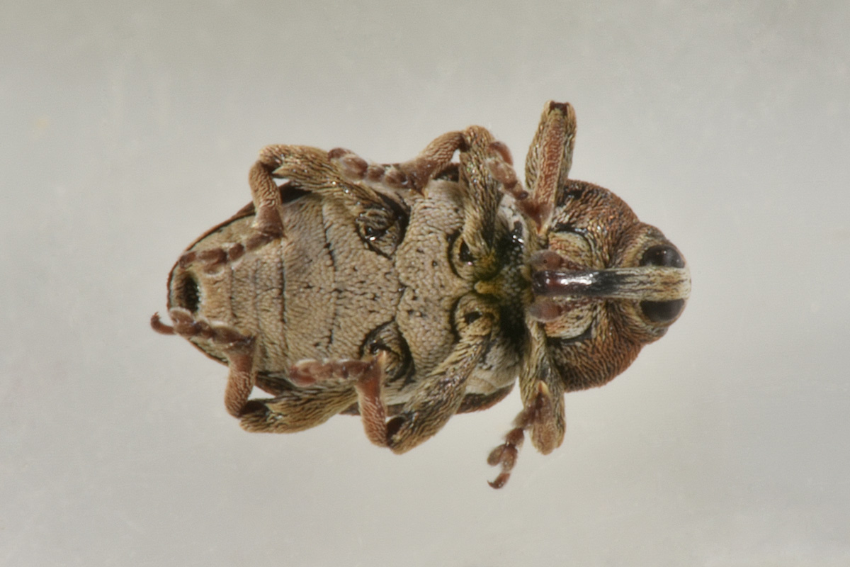 Curculionidae:  Tychius quinquepunctatus? S.